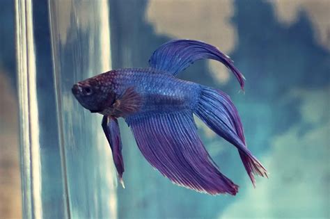 Como Cuidar de um Peixe Betta (com Imagens) .